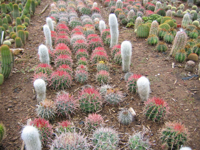 San Pedro Cactus (Echinopsis Pachanoi) — GDNC Nursery